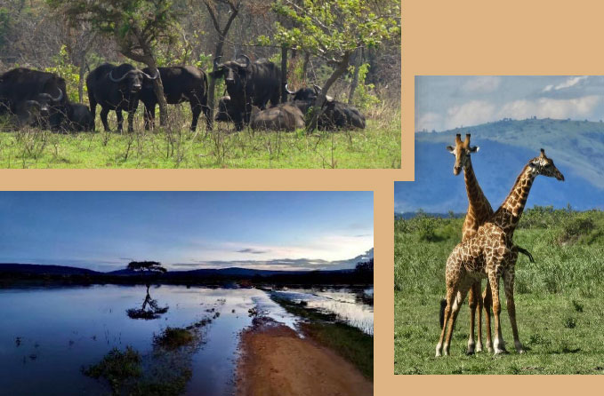 Safari au lac Muhazi